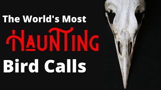 The Most Haunting Birds Songs of the World [upl. by Anived]