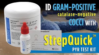 StrepQuick™ PYR Test Kit for rapid Group A Strep Identification [upl. by Charlena77]