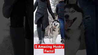 5 Fascinating Fun Facts About Huskies You Didn’t Know 🐶 [upl. by Akenahs]