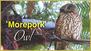 Beautiful New Zealand OWL the MOREPORK or RURU [upl. by Bradwell]