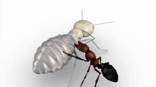 Termites act as suicide bombers to defend their colonies [upl. by Allimac]