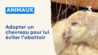 Pour leur éviter labattoir cette éleveuse propose des chevreaux à ladoption [upl. by Antonio]