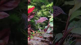 This song is obsolete because science see description for species corydoras aquarium cute [upl. by Taylor]