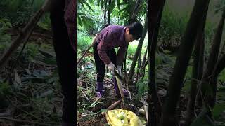 Machete chop fresh cutting huge bamboo shoot in the field farming amazing bamboo shortvideo [upl. by Adrea]