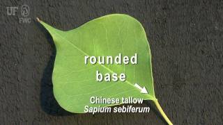 Chinese tallow Triadica sebifera Syn Sapium sebiferum [upl. by Anavas]