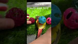 shorts funny trending lovebirds birds parrot pets conures laugh [upl. by Gibeon658]