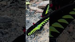 Rajah Brookes birdwing アカエリトリバネアゲハ 翠葉紅頸鳳蝶 shorts insect insects butterfly 蝶 虫 昆虫 昆虫採集 [upl. by Burns]