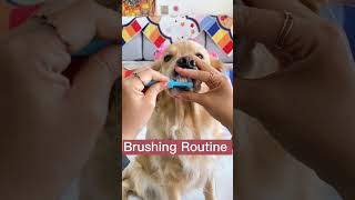 Easy Dog Toothbrushing Routine Keep Your Pups Teeth Clean amp Healthy dogtraining dogtooth shots [upl. by Kho953]