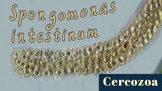 Colonial flagellates Spongomonas intestinum Cercozoa [upl. by Haggai246]