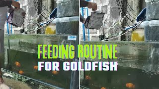 Feeding Routine for Goldfish [upl. by Eatnod]