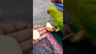 Methu favourite food parrot cute birds pets parrottalking [upl. by Finn]