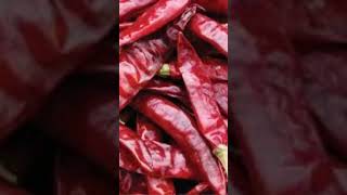 guntur mirchi chilli rate 5531tejachilliగుంటూర్ మిర్చి ధరలు [upl. by Ennairek]