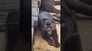 Black Panther Roaring  Cute Pets Kingdom [upl. by Irrem]