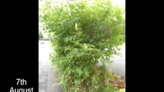 IVMs A Year in the Life of Japanese Knotweed 1 [upl. by Tjaden]