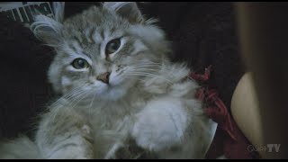 Early videos of our Pedigree Siberian Cat Dolly [upl. by Athey]