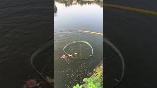 Fishing net  catch fish  Outdoor fishing fishing shortsviral [upl. by Musser]