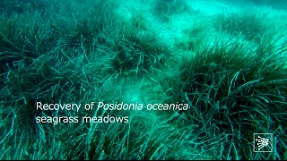 Blog Entrelíneas Recovery of Posidonia oceanica seagrass meadows [upl. by Marzi]