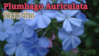 Plumbago Auriculata Flower Plant Care नीला चित्रक का पौधा गमले में केसे लगाएं [upl. by Lalage]