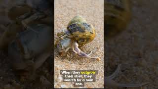 Tiny Shell Dwellers Surprising Hermit Crab Facts hermitcrabs crab sealifefacts [upl. by Mela]