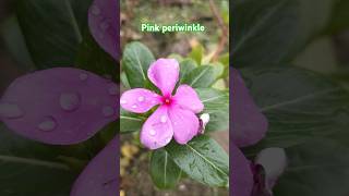 Periwinkle explorethebeautyofnature [upl. by Oinota]