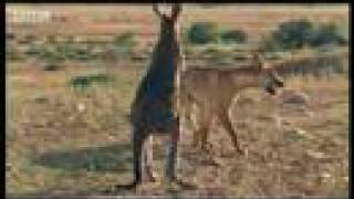 Wallaroo vs dingo  BBC wildlife [upl. by Sahc718]