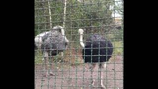 •°Weltvogelpark Walsrode•°Straußenpaar🫠 [upl. by Limhaj]