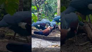 Southern Crowned Pigeon and Whitenaped Pheasantpigeon in CopenhagenZooTV bird birds zoo [upl. by Seraphine197]