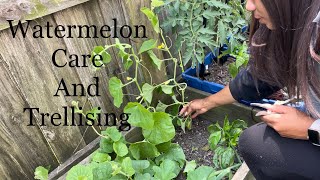 How To Prune Watermelon Cantaloupe Plants  Melon Care Trellising Climbing Plants [upl. by Teresita]