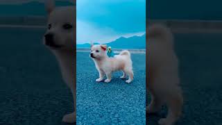 hearttouching video puppy puppy shorts dog trending [upl. by Annahpos421]