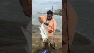 5kg Giant trevally catch  bait fishingfishingfreaks gtfishing gianttrevally tnfishermen travel [upl. by Leyes406]