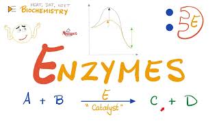 Enzymes  Catalysts  Structure amp Function  Biochemistry 🧪 [upl. by Ocana880]