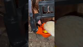 Bebederos automáticos para gallinas pollos codornices etc [upl. by Ermengarde338]