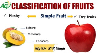 CLASSIFICATION OF FRUITS [upl. by Atsiuqal]