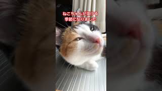 もなちゃんです 人間も暑いですがねこちゃんも暑いです💦しっかり水分取ってがんばりましょう猫のいる暮らし ねこ cat [upl. by Morrie199]