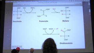 28 Kevin Aherns Biochemistry  Citric Acid Cycle II [upl. by Engenia572]