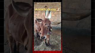 Anokhi Gaay 🐮 cow cowvideos cattle cattlefarm animals miracle shorts [upl. by Llekcor927]