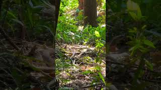 Snake seen in the woods shorts wildlife [upl. by Annahtur]