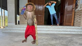 The FUNNIEST Monkey CUTIS Videos of 2024 🐵 BEST Compilation Week [upl. by Irok]