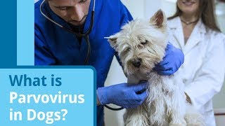 Parvovirus in Dogs Causes Symptoms and Treatment Options [upl. by Euqinomod340]