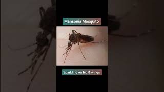 mosquito mansonia psm biology [upl. by Roth252]