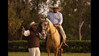 Equitación del Caballo Peruano de Paso [upl. by Mella]