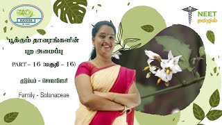 Morphology of Flowering plants  Part 16  Family  Solanaceae  NEET Tamil  NEET Biology [upl. by Keller]