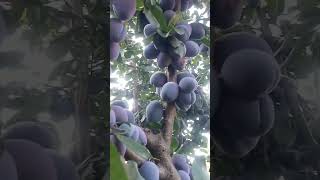 latest plum variety viral video smart farming 9541646936 [upl. by Fillbert]