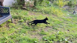 Every Evening Our Cats Love To Run Around The Garden [upl. by Tearle153]