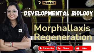 Morphallaxis Regeneration  Developmental Biology  Jyoti Kumari  CSIR  DBT  ICMR  GATE  CUET [upl. by Aihsia]