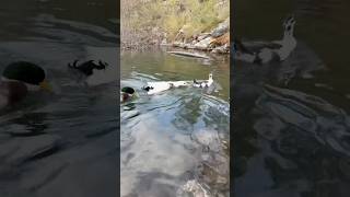 The Duck Chase 🦆 birds ducks dabble wildanimals shortsvideo [upl. by Terti130]