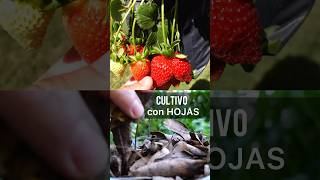 🍓Cultivo de Frutillas con Hojas  Método de la Triple Capa [upl. by Neala725]