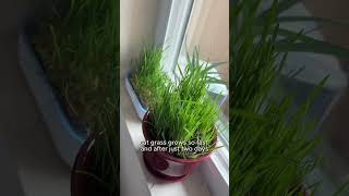 force feeding my kitten grass 🌱💚 [upl. by Cunningham]