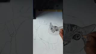 Cat sketch 😍 followforfollowback highlights art cat cute [upl. by Lleroj]