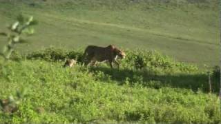 Cheetah  Safari Ngorongoro Crater Africa [upl. by Elvah]